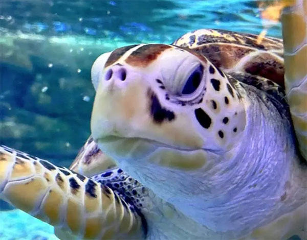 五一快樂(lè)！快來(lái)合肥海洋世界開啟親子奇幻海洋之旅！